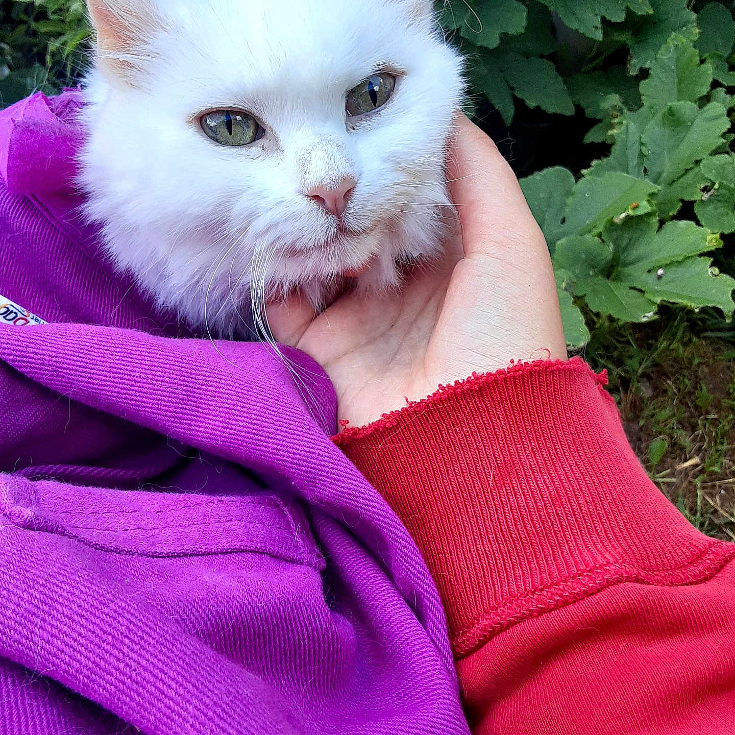 Snowball joined the competition — help win amazing prizes! cat, white_cat, fluffy_cat, pet, animal, hand, purple_cloth, red_sleeve, outdoor, green_leaves, nature, closeup, portrait, cozy, comfort, fur, cute, domestic_cat, resting, calm