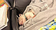 Harley joined the competition — help win amazing prizes! black_chair, blanket, collar, comfortable, cozy, cute, desk, dog, fur, home_office, hoodie, indoor, notebook, office_chair, papers, pet, puppy, relaxation, resting, sleeping