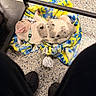 Harley is registered to the contest to win money with this photo: animal, blanket, blue, casual, collar, cozy, dog, floor, fur, human_leg, indoor, metal, pet, puppy, resting, shoe, sleeping, spotted, table, yellow