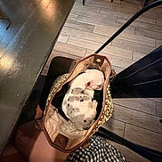 Harley is registered to the contest to win money with this photo: bag, casual, chair, checkered_skirt, cozy, curled_up, cute, dog, floor, handbag, indoor, patterned_bag, person, puppy, resting, seated, spotted_dog, tile_floor, warm_lighting, wooden_chair