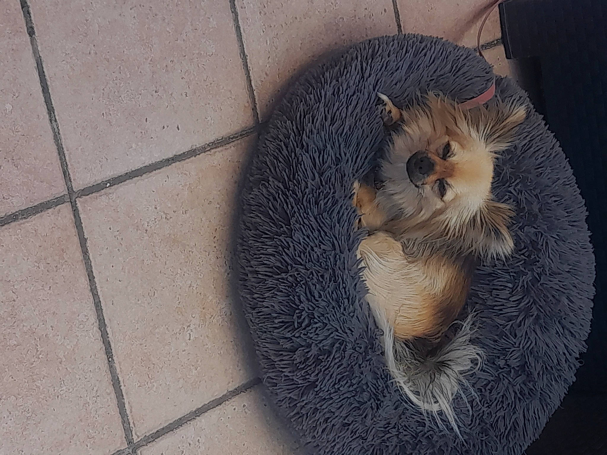 Rouky a rejoint le concours — aidez-le/la à gagner de superbes lots ! carnivore, cat, claw, domestic_short_haired_cat, fawn, felidae, fox_squirrel, fur, grey, marsupial, mouse, muroidea, mustelidae, plant, rodent, small_to_medium_sized_cats, snout, tail, terrestrial_animal, whiskers