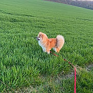 Hina participe au concours pour gagner de l'argent avec cette photo : animal, canine, daylight, dog, field, fluffy, fur, grass, greenery, leash, nature, open_space, outdoor, pet, rural, sky, summer, tail, tree_line, walking