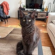 Yucca participe au concours pour gagner de l'argent avec cette photo : black_cat, couch, cozy, curious, domestic_animal, ears_up, fluffy_fur, furniture, home_decor, indoor, kitten, living_room, pet, plant, sitting, sunlight, table, television, wooden_floor, young_cat