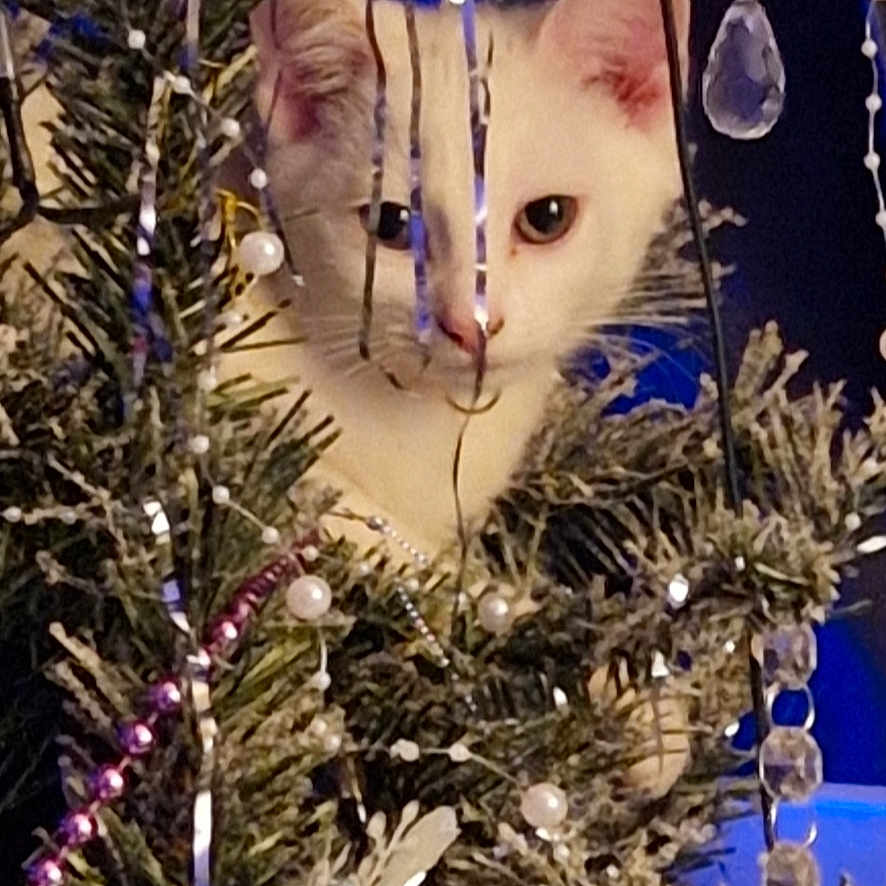 Pearl is registered to the contest to win money with this photo: animal, beads, cat, celebration, christmas_tree, curious, cute, decorations, feline, festive, greenery, holiday, holiday_decor, indoors, ornaments, peeking, pets, sparkle, white_cat, winter