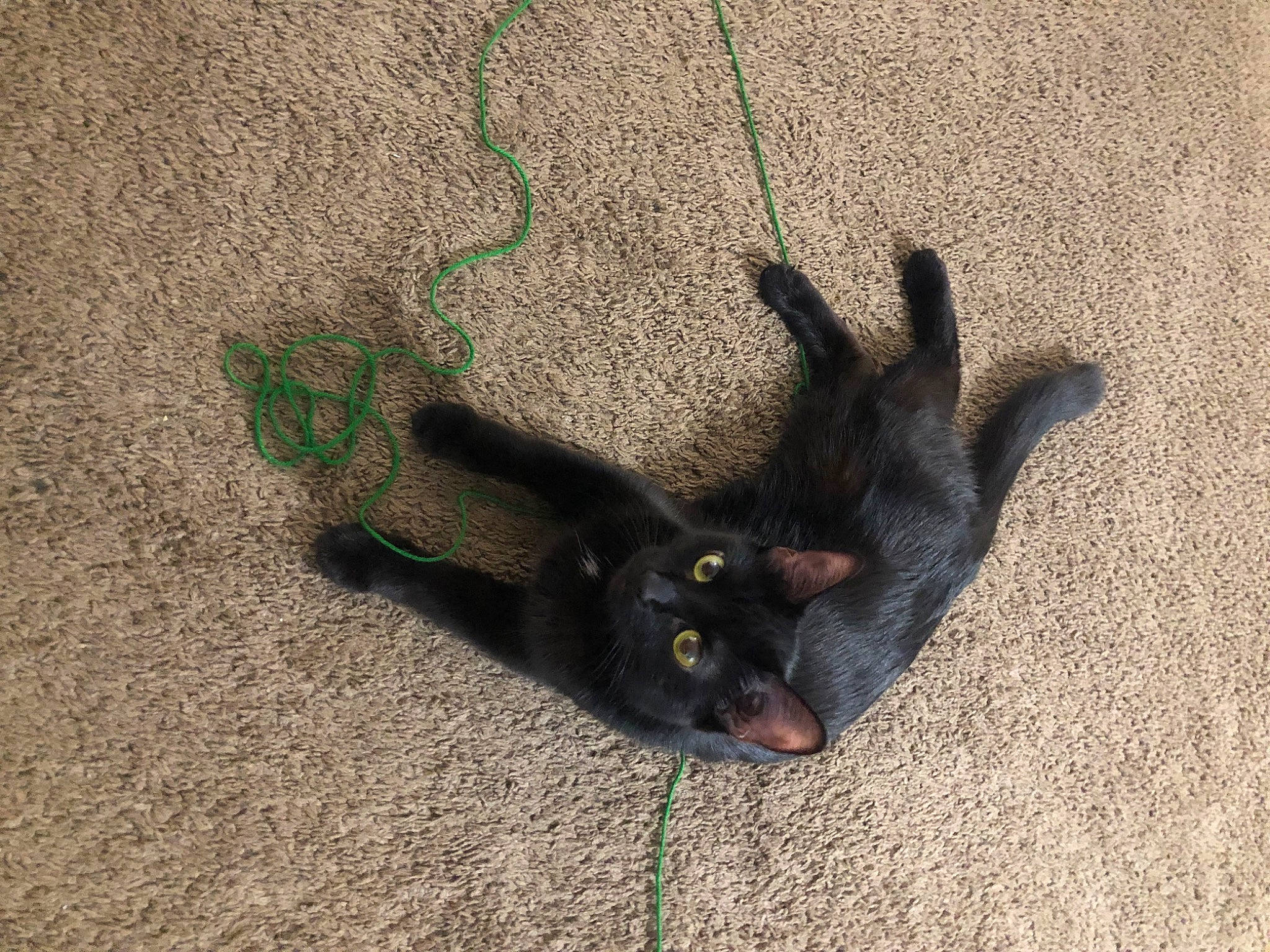 Oscar joined the competition — help win amazing prizes! asphalt, black_cat, carnivore, cat, dog_breed, domestic_short_haired_cat, fawn, felidae, foot, gesture, grass, grey, paw, road_surface, sand, small_to_medium_sized_cats, snout, tail, tree, whiskers