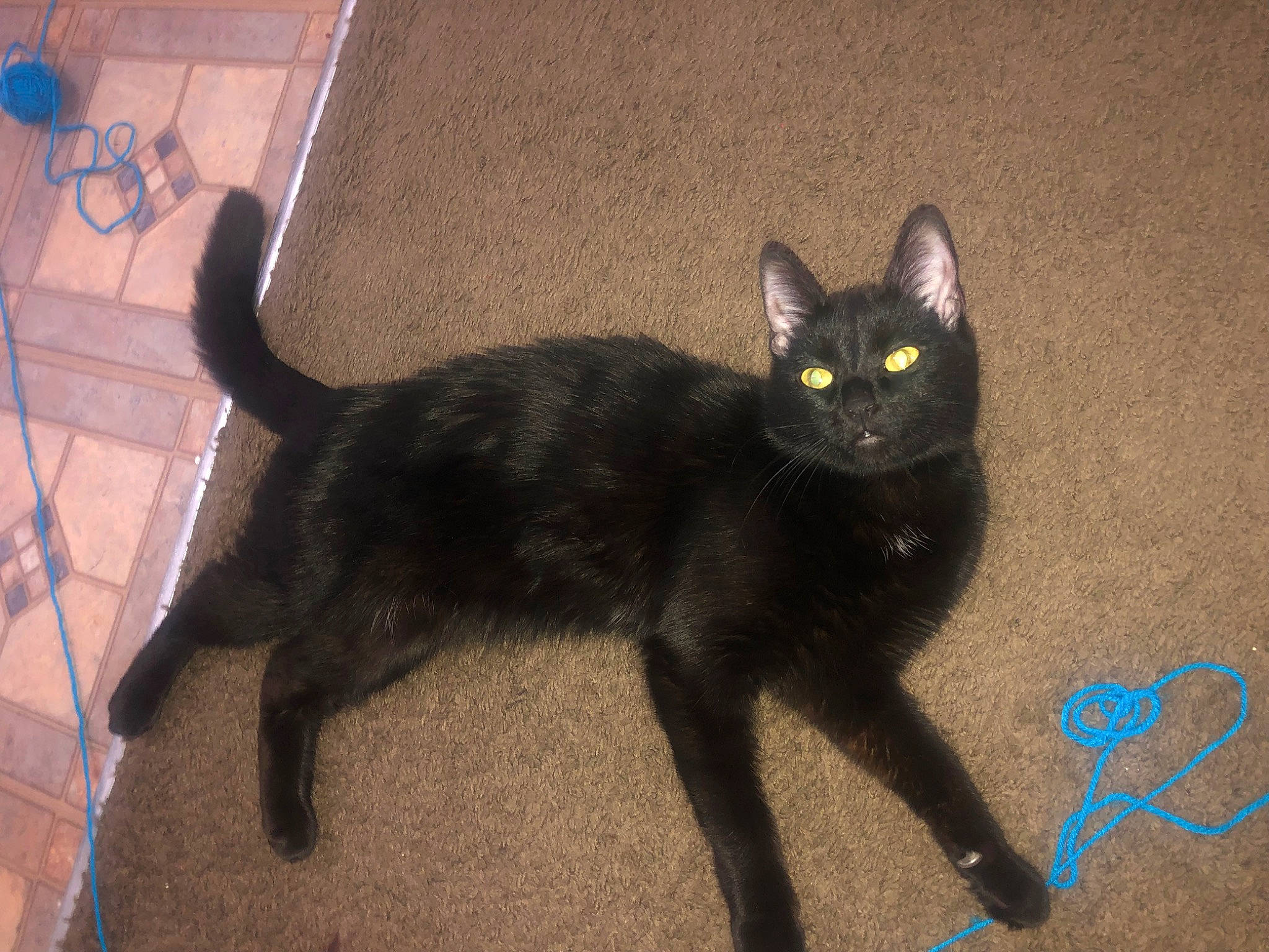 Oscar joined the competition — help win amazing prizes! black_cat, bombay, carnivore, cat, domestic_short_haired_cat, felidae, flooring, fur, handwriting, hardwood, havana_brown, paw, shadow, small_to_medium_sized_cats, tail, terrestrial_animal, vertebrate, whiskers