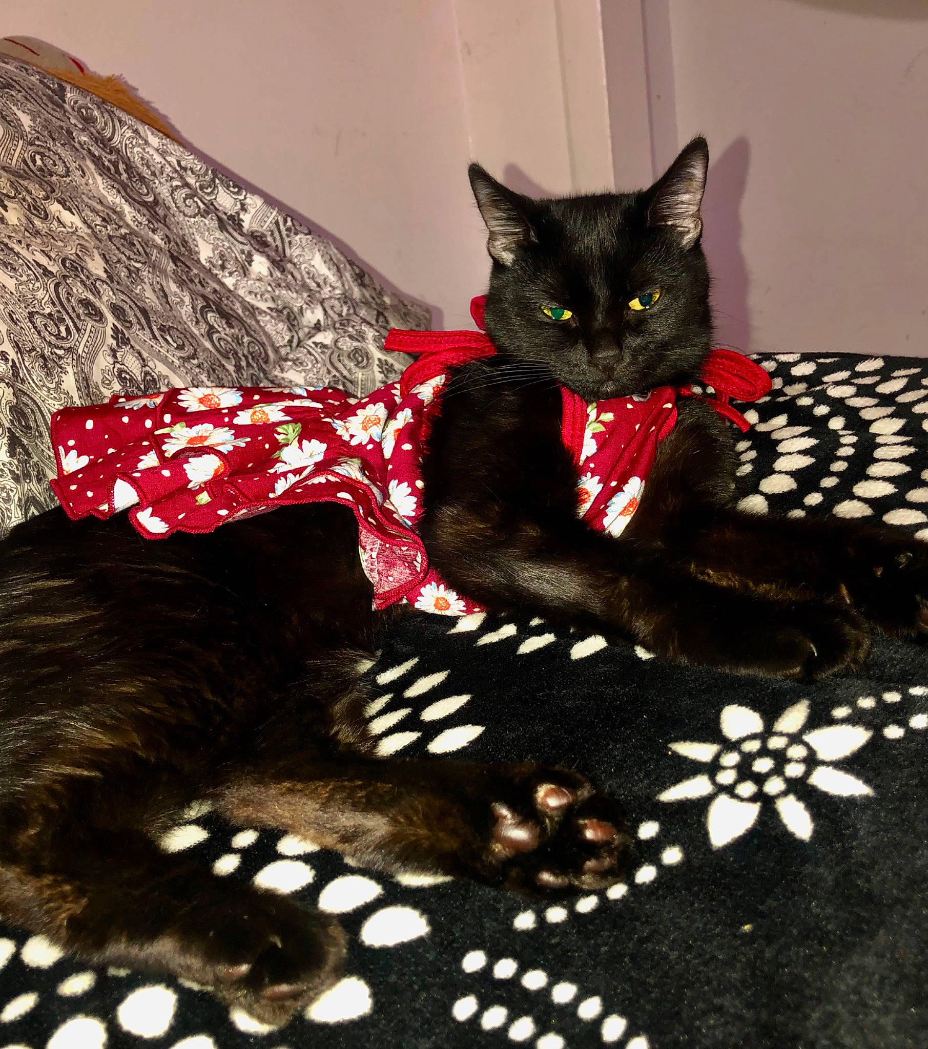 Oscar joined the competition — help win amazing prizes! art, black, black_cat, bombay, carmine, carnivore, cat, cat_supply, claw, domestic_short_haired_cat, fashion_accessory, felidae, fur, magenta, pattern, small_to_medium_sized_cats, snout, tail, tree, whiskers