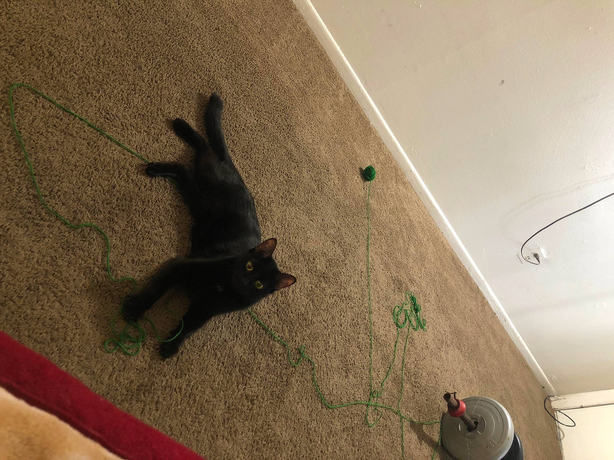 Oscar is registered to the contest to win money with this photo: canidae, carnivore, ceiling, comfort, companion_dog, concrete, dog, dog_breed, fawn, felidae, floor, flooring, grey, hardwood, plaster, room, shadow, tail, tints_and_shades, wood