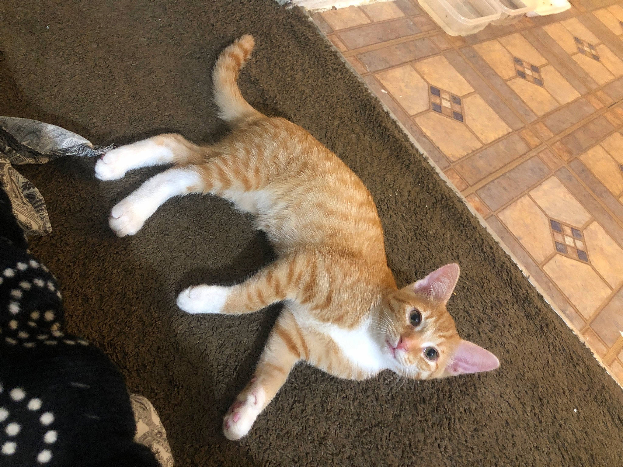 Garfield is registered to the contest to win money with this photo: canidae, carnivore, cat, claw, comfort, dog_breed, domestic_short_haired_cat, fawn, felidae, flooring, fur, hardwood, paw, small_to_medium_sized_cats, sporting_group, tail, tile_flooring, tree, whiskers, wood