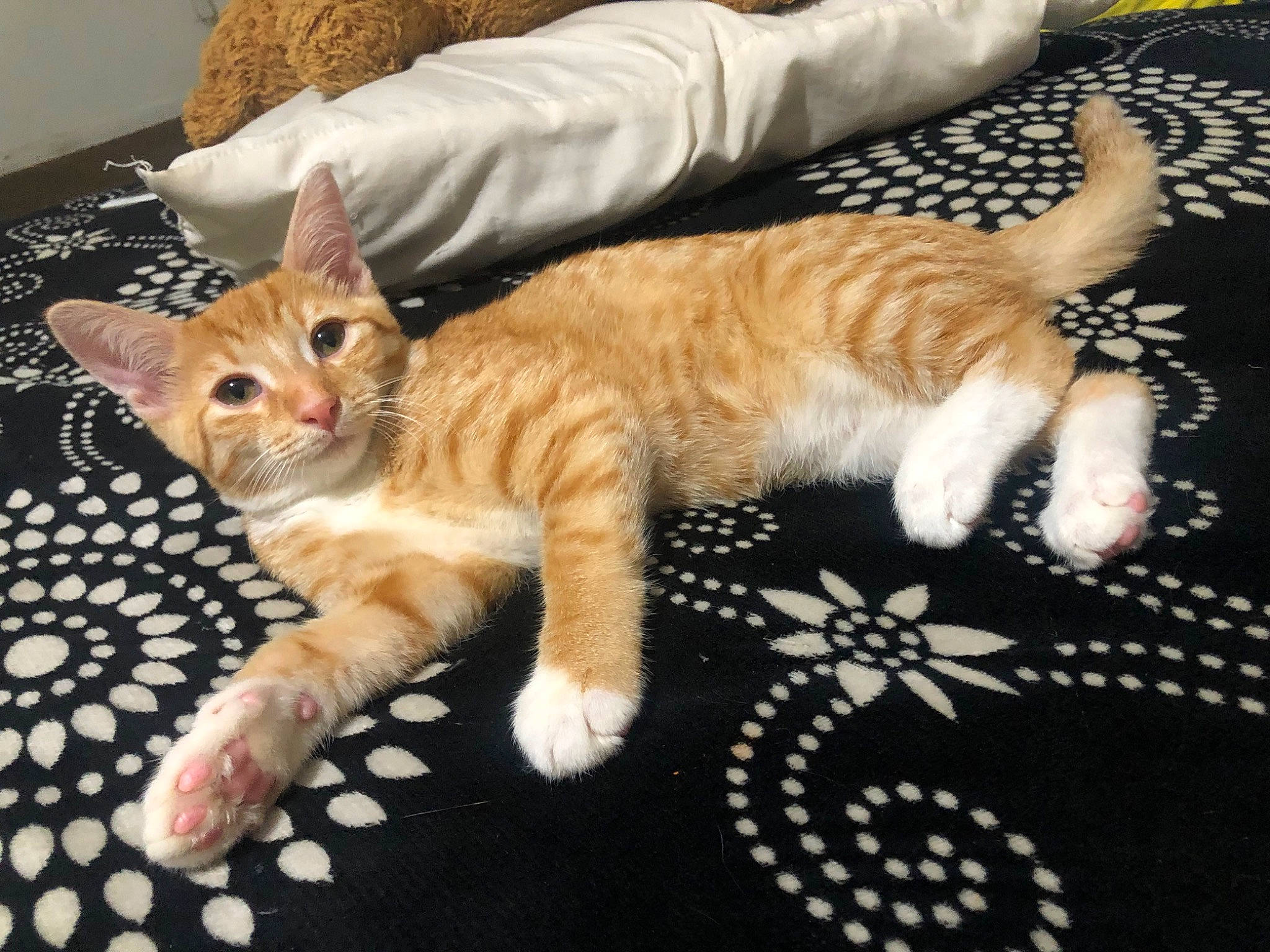 Garfield is registered to the contest to win money with this photo: carnivore, cat, claw, comfort, couch, domestic_short_haired_cat, fawn, felidae, foot, fur, mammal, paw, room, sitting, small_to_medium_sized_cats, snout, tail, terrestrial_animal, whiskers