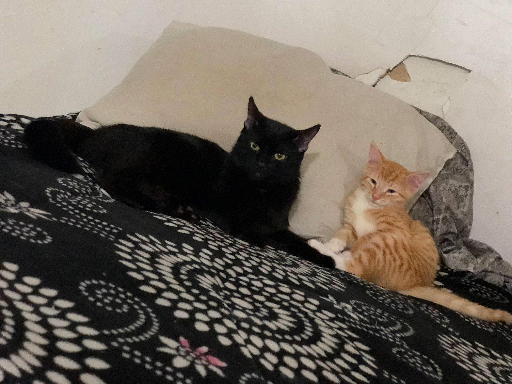 Garfield joined the competition — help win amazing prizes! bed, bed_sheet, bedding, black_cat, carnivore, cat, comfort, domestic_short_haired_cat, felidae, flooring, fur, grey, linens, pattern, room, small_to_medium_sized_cats, tail, textile, whiskers, wood