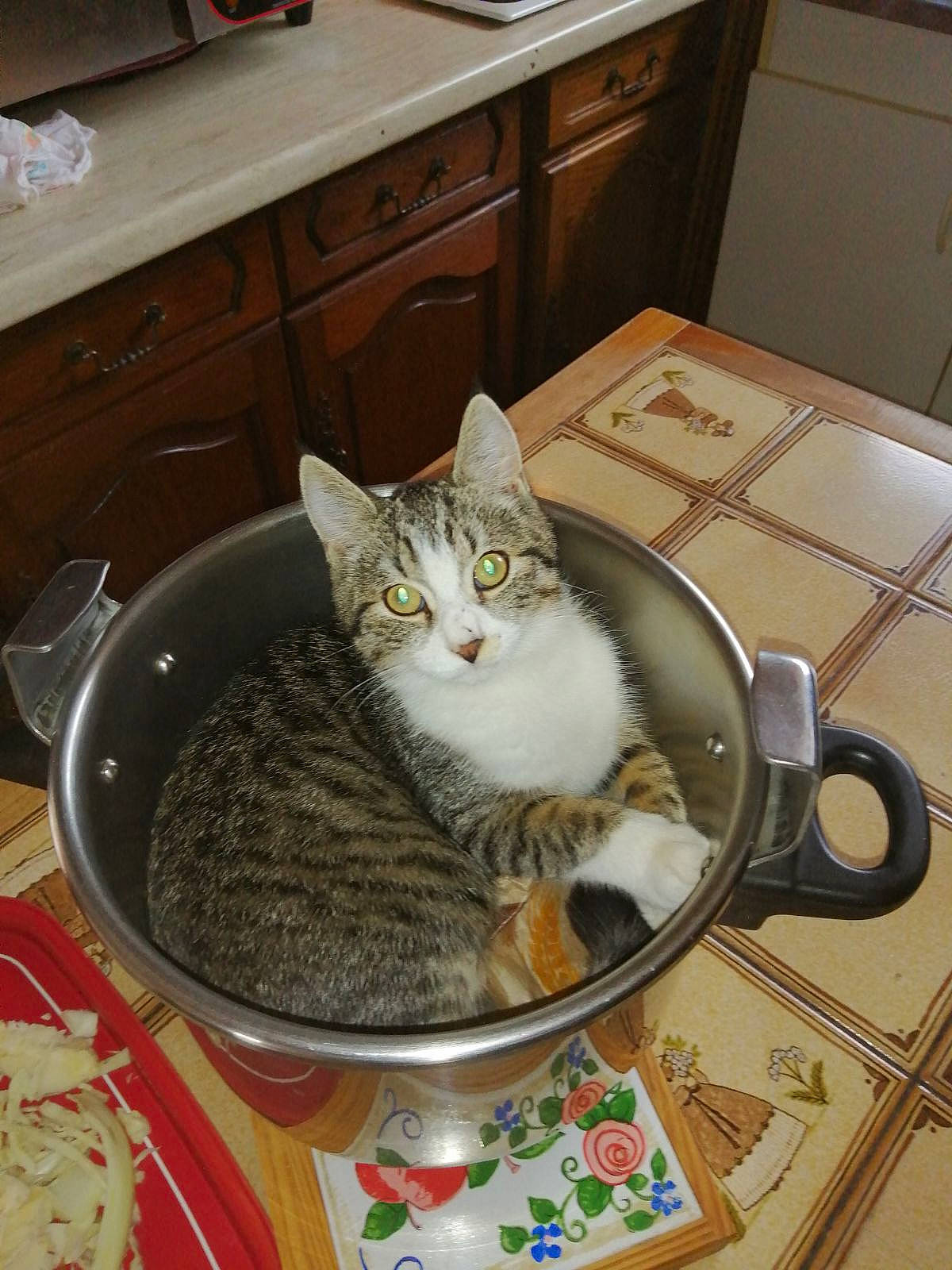 Tigrous a rejoint le concours — aidez-le/la à gagner de superbes lots ! cabinetry, carnivore, cat, chair, chest_of_drawers, cupboard, drawer, dresser, felidae, floor, flooring, grey, hardwood, serveware, small_to_medium_sized_cats, table, tableware, tail, whiskers, wood