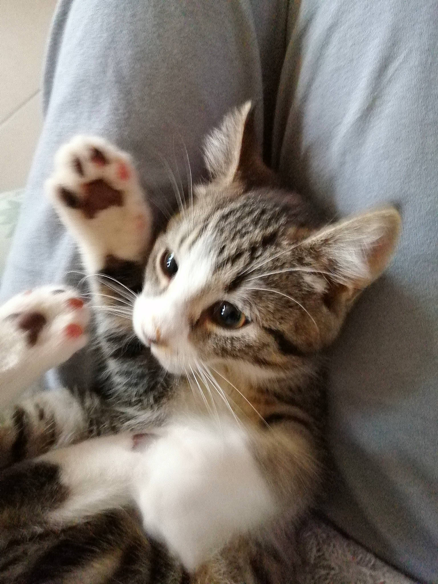 Tigrous participe au concours pour gagner de l'argent avec cette photo : carnivore, cat, claw, comfort, domestic_short_haired_cat, ear, fawn, felidae, foot, fur, gesture, nail, paw, sitting, small_to_medium_sized_cats, snout, tail, whiskers