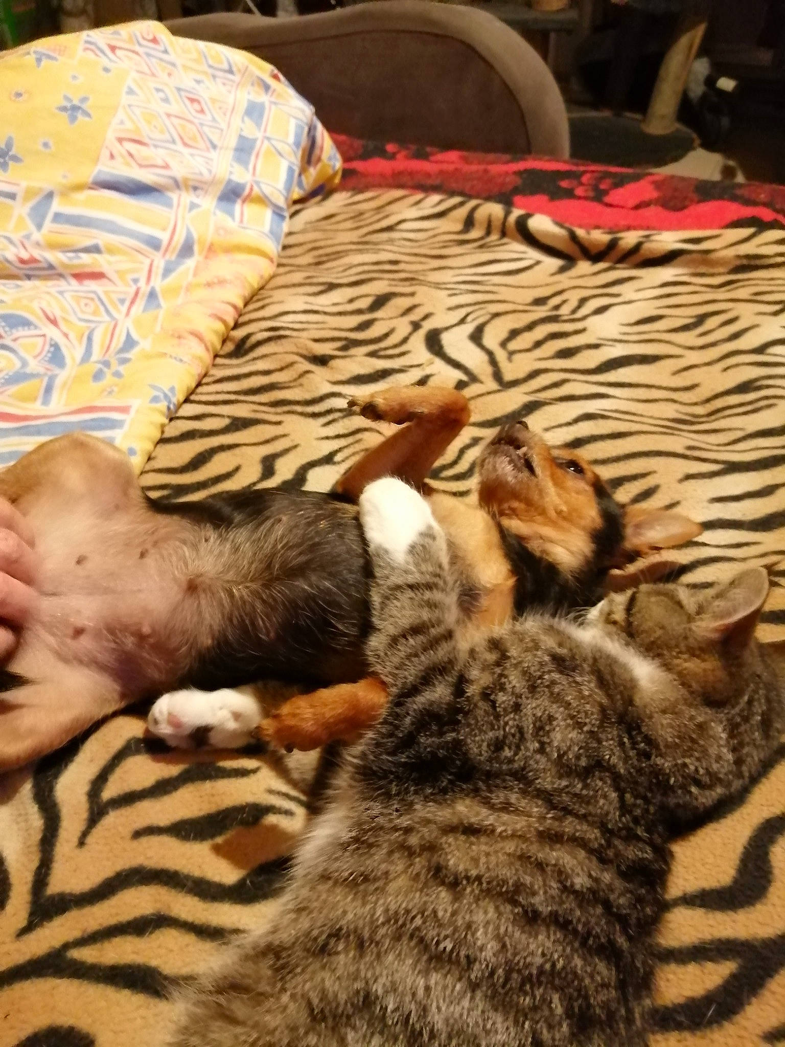 Tigrous a rejoint le concours — aidez-le/la à gagner de superbes lots ! brown, carnivore, cat, comfort, domestic_short_haired_cat, fawn, felidae, flooring, fur, hardwood, linens, mammal, pattern, room, small_to_medium_sized_cats, tail, textile, vertebrate, whiskers, wood