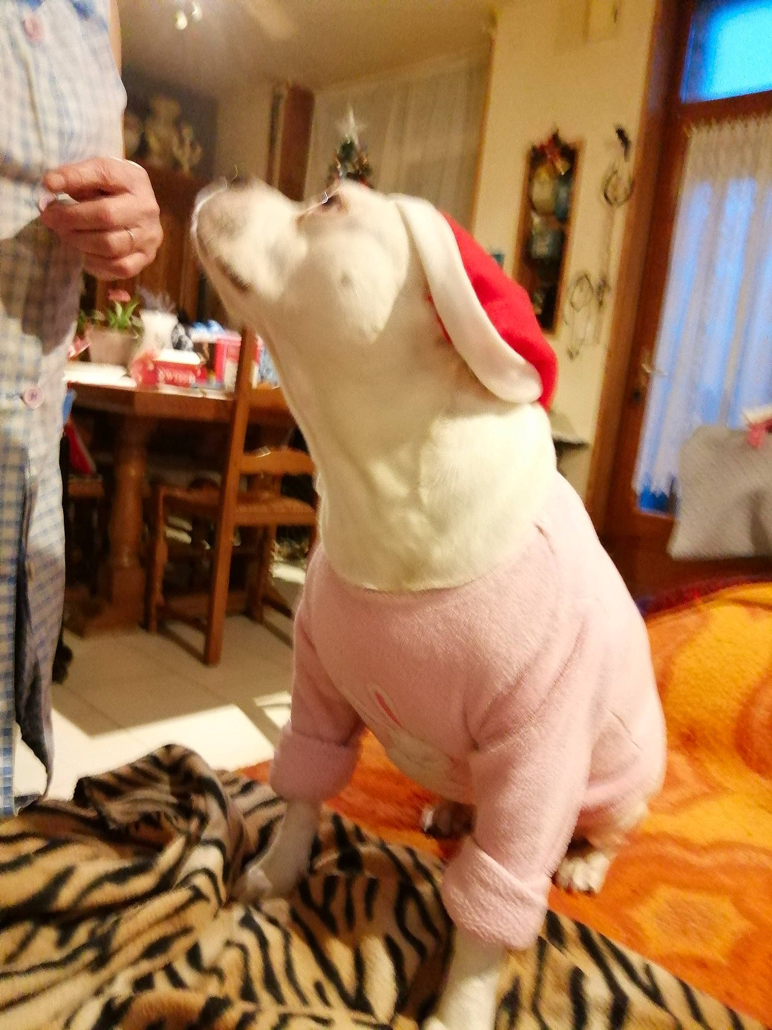 Erca participe au concours pour gagner de l'argent avec cette photo : canidae, companion_dog, dog_breed, fawn, felidae, floor, flooring, fun, fur, fur_clothing, hardwood, human_leg, joint, plush, sporting_group, stuffed_toy, table, tail, toy, wood