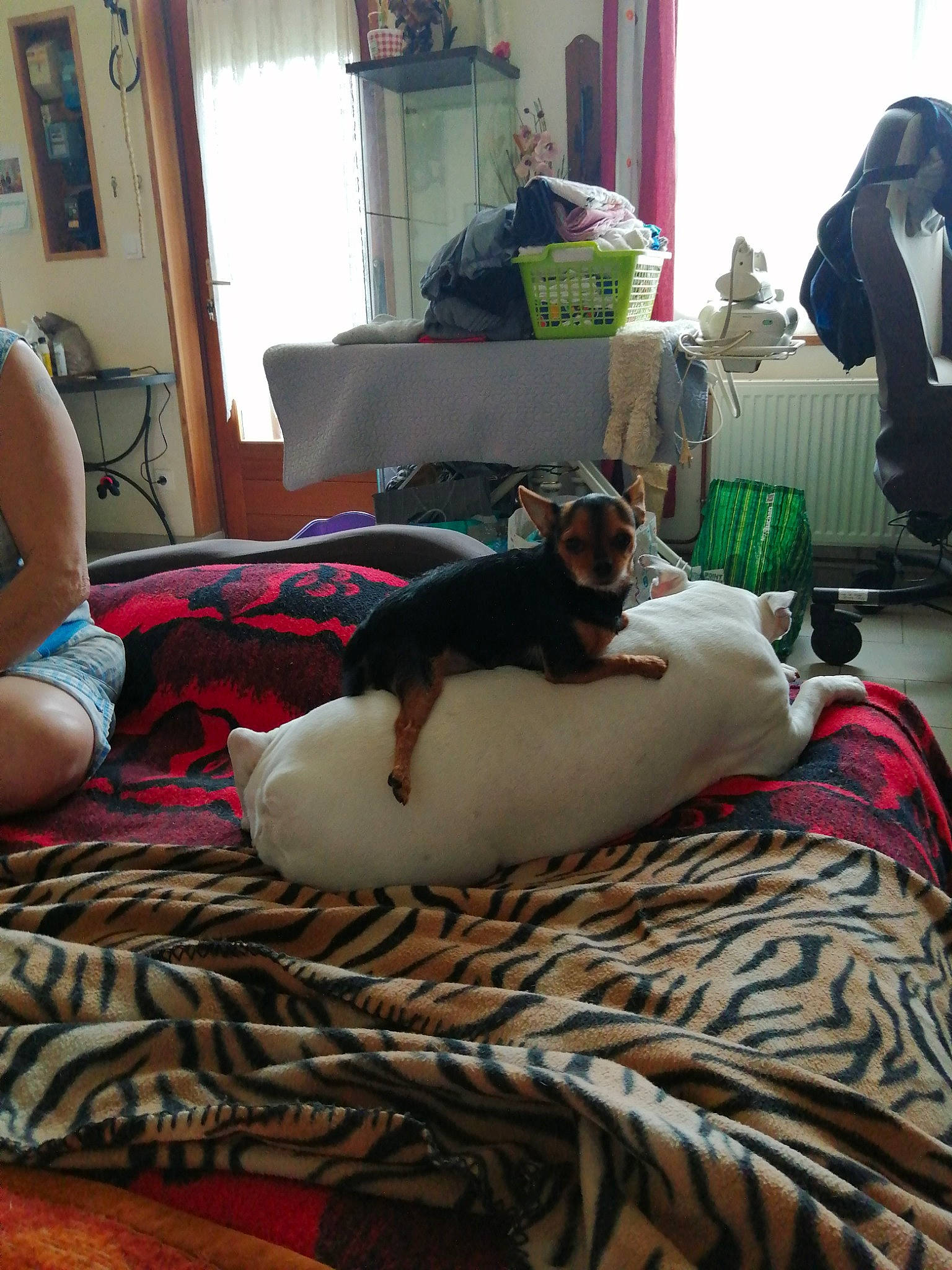 Erca a rejoint le concours — aidez-le/la à gagner de superbes lots ! carnivore, cat, comfort, companion_dog, curtain, dog, dog_breed, fawn, felidae, floor, flooring, hardwood, houseplant, interior_design, linens, living_room, small_to_medium_sized_cats, textile, window, wood