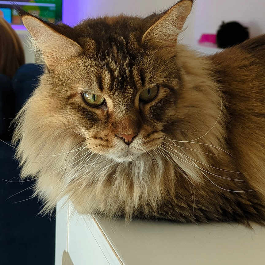 Undra participe au concours pour gagner de l'argent avec cette photo : animal, cat, closeup, domestic_cat, fluffy_cat, fur, furniture, green_eyes, household, indoor, living_room, mammal, pet, portrait, purple_light, relaxed, tabby, table, television, whiskers