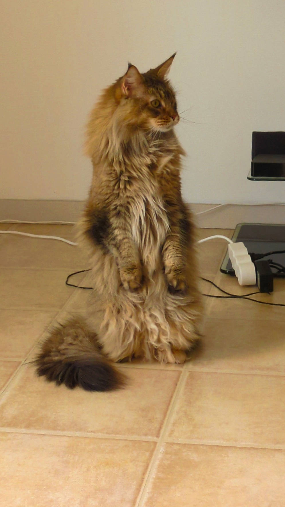 Undra participe au concours pour gagner de l'argent avec cette photo : animal, beige, brown, cat, curious, domestic_cat, ears, feline, fluffy, fur, home, indoor, long_hair, looking_sideways, pet, quiet, sitting, tail, tile_floor, whiskers