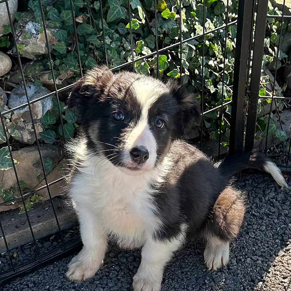 Callie is registered to the contest to win money with this photo: animal, backyard, canine, den, dog, fence, herbal, herbs, husky, indoors, nature, outdoors, pebble, pet, plant, pottedplant, puppy, rock, slate, yard