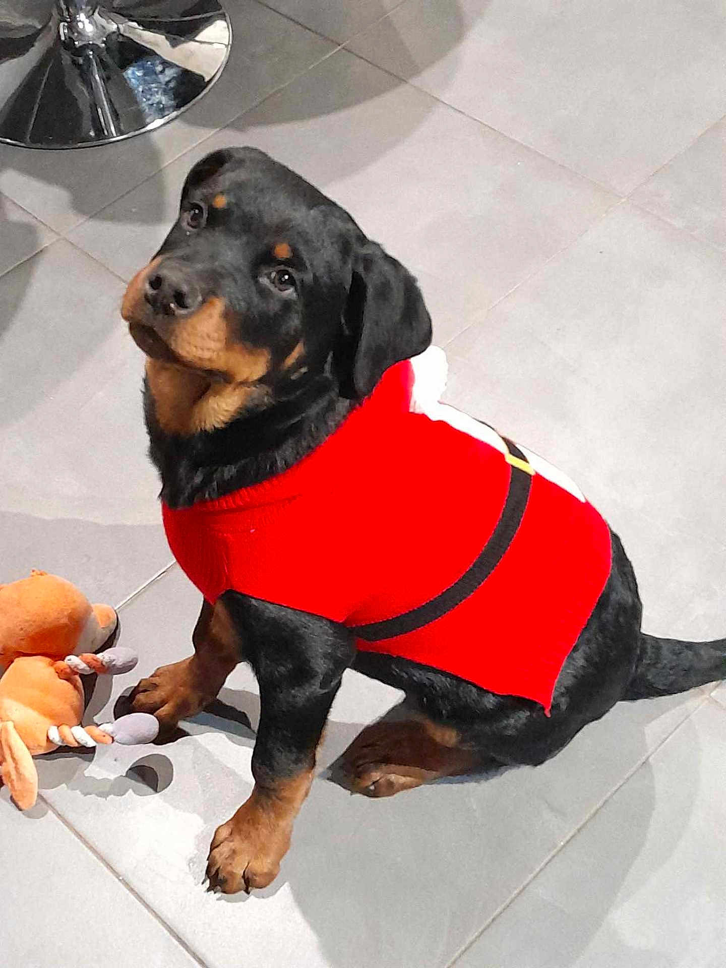 Uko a rejoint le concours — aidez-le/la à gagner de superbes lots ! adorable, animal, black_and_brown, companion, cute, dog, domestic, floor, fur, indoor, looking_up, pet, playful, puppy, red_sweater, rottweiler, sitting, tile, toy, young