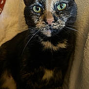 Mia joined the competition — help win amazing prizes! cat, tortoiseshell, close_up, green_eyes, fur, whiskers, pet, animal, indoor, blanket, soft, cute, feline, portrait, sitting, curious, calm, domestic_cat, face, ears