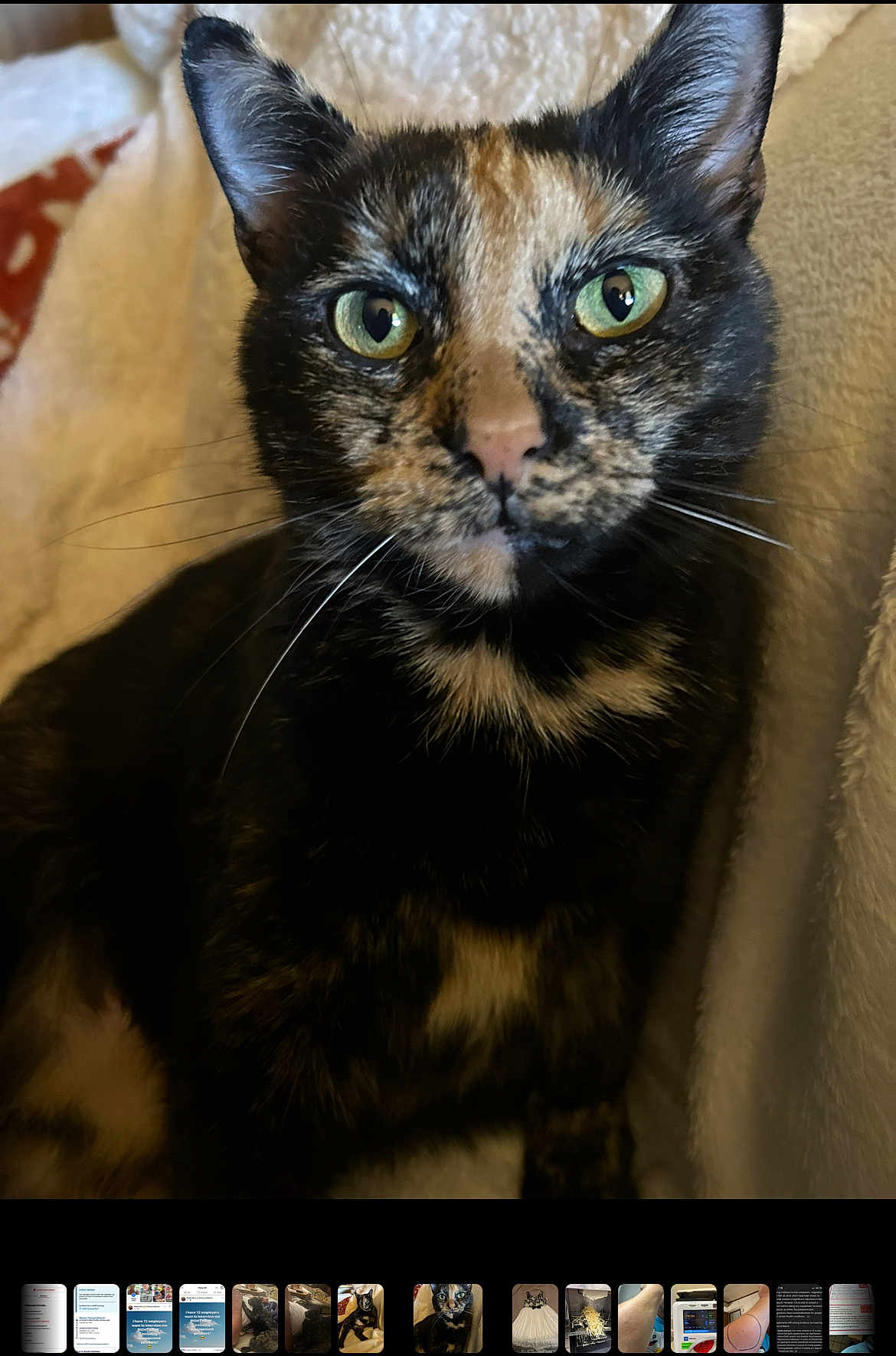 Mia joined the competition — help win amazing prizes! cat, tortoiseshell, close_up, green_eyes, fur, whiskers, pet, animal, indoor, blanket, soft, cute, feline, portrait, sitting, curious, calm, domestic_cat, face, ears