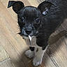 Chicco is registered to the contest to win money with this photo: puppy, dog, black_and_white, wooden_floor, pet, young, small, cute, animal, indoor, fur, ears, eyes, nose, mouth, standing, looking_up, whiskers, playful, adorable