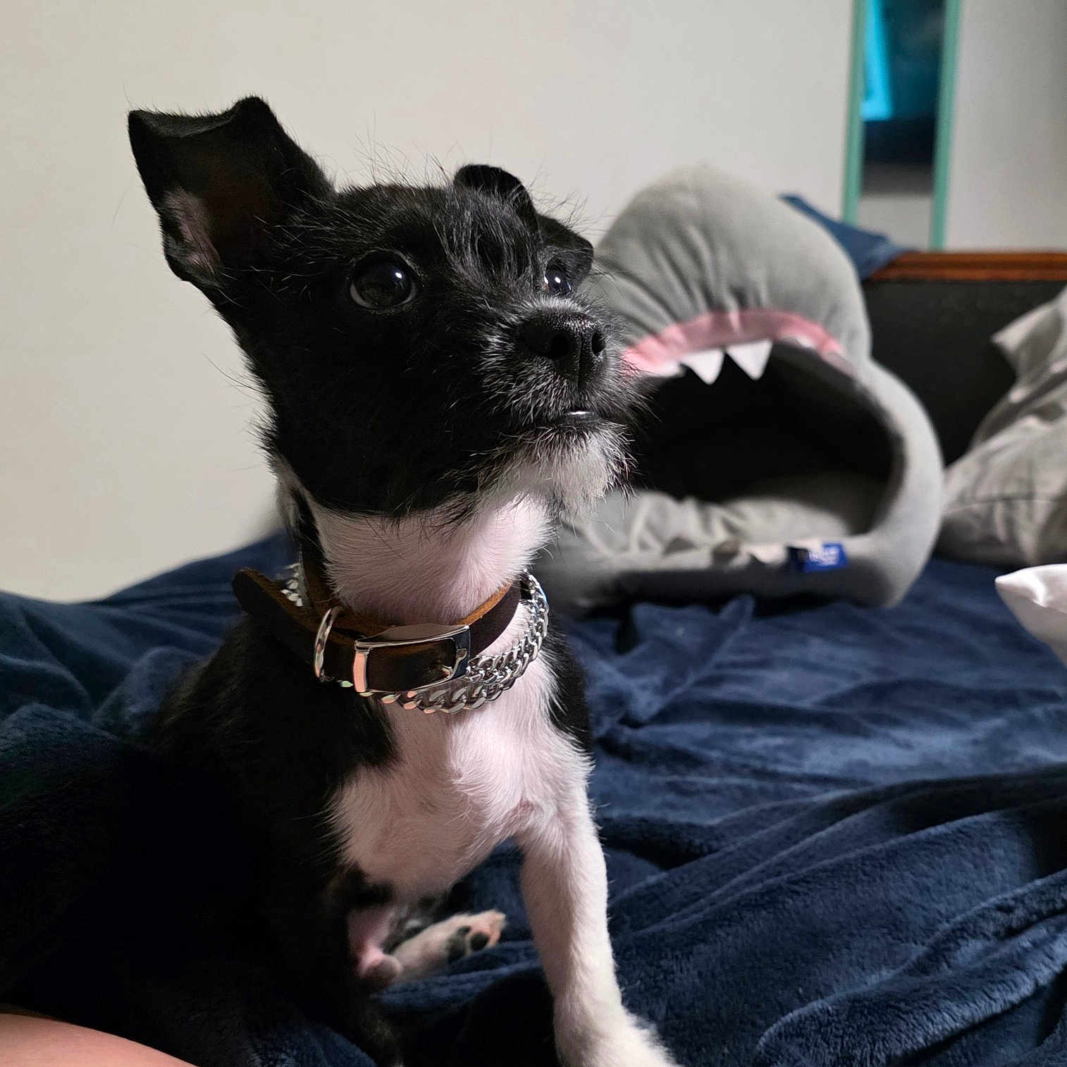 Chicco is registered to the contest to win money with this photo: animal, bedroom, black_and_white, blanket, collar, comfort, cozy, cute, dog, domestic, fur, furniture, indoor, looking_up, pet, pet_bed, resting, shark_shape, small_dog, soft