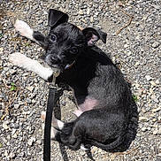 Chicco is registered to the contest to win money with this photo: puppy, dog, black_and_white, leash, collar, gravel, outdoor, sunlight, curious, pet, young_dog, small_dog, canine, fur, animal, laying_down, looking_up, nature, playful, adorable