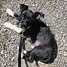 puppy, dog, black_and_white, leash, collar, gravel, outdoor, sunlight, curious, pet, young_dog, small_dog, canine, fur, animal, laying_down, looking_up, nature, playful, adorable