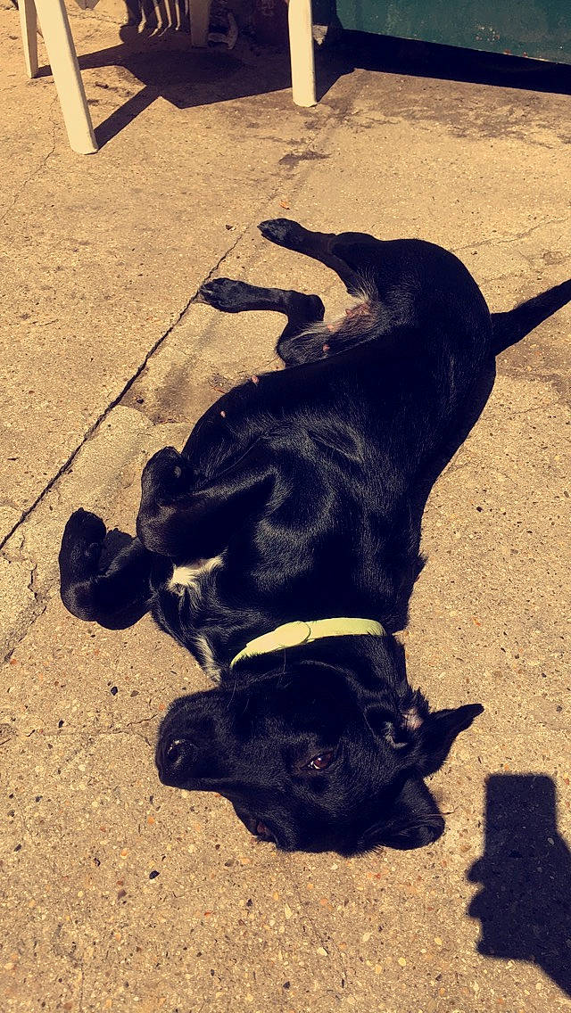 Ohana a rejoint le concours — aidez-le/la à gagner de superbes lots ! beagador, canidae, carnivore, dog, dog_breed, flat_coated_retriever, guard_dog, labrador_retriever, patterdale_terrier, puppy, retriever, shadow, snout, sporting_group, street_dog, tail