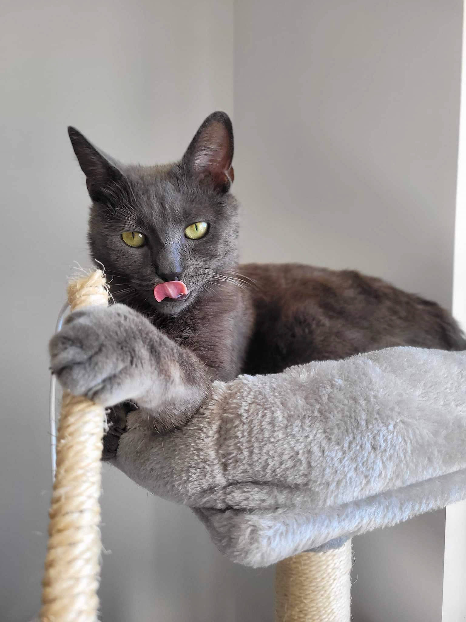 Cléo a rejoint le concours — aidez-le/la à gagner de superbes lots ! carnivore, cat, cat_furniture, cat_supply, cat_toy, domestic_short_haired_cat, eye, felidae, fur, grey, iris, paw, plant, russian_blue, sitting, small_to_medium_sized_cats, snout, tail, whiskers, window