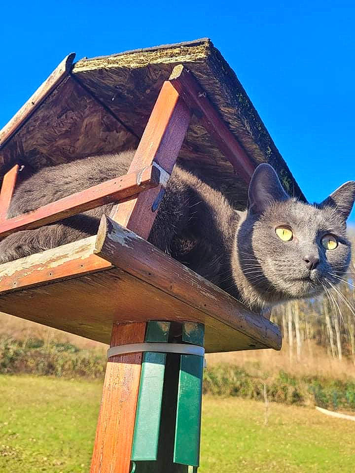 Cléo participe au concours pour gagner de l'argent avec cette photo : art, birdhouse, building, carnivore, cat, cottage, domestic_short_haired_cat, felidae, grass, grassland, house, landscape, log_cabin, plant, sculpture, sky, small_to_medium_sized_cats, tail, whiskers, wood