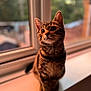 cat, kitten, tabby, windowsill, window, indoor, pet, animal, fur, whiskers, ears, eyes, portrait, curious, soft_light, blurred_background, domestic, cute, young, feline