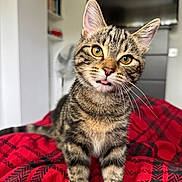 Tillie is registered to the contest to win money with this photo: cat, kitten, tabby, tongue_out, pet, animal, cute, fur, whiskers, eyes, ears, bed, blanket, plaid, indoor, domestic, young, curious, feline, home