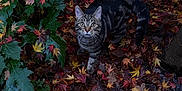 Tillie is registered to the contest to win money with this photo: cat, tabby_cat, autumn_leaves, fallen_leaves, green_plant, wooden_fence, outdoor, nature, animal, pet, curious, fur, whiskers, tail, ground, colorful, leaf_litter, garden, seasonal, daylight