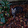 cat, tabby_cat, autumn_leaves, fallen_leaves, green_plant, wooden_fence, outdoor, nature, animal, pet, curious, fur, whiskers, tail, ground, colorful, leaf_litter, garden, seasonal, daylight