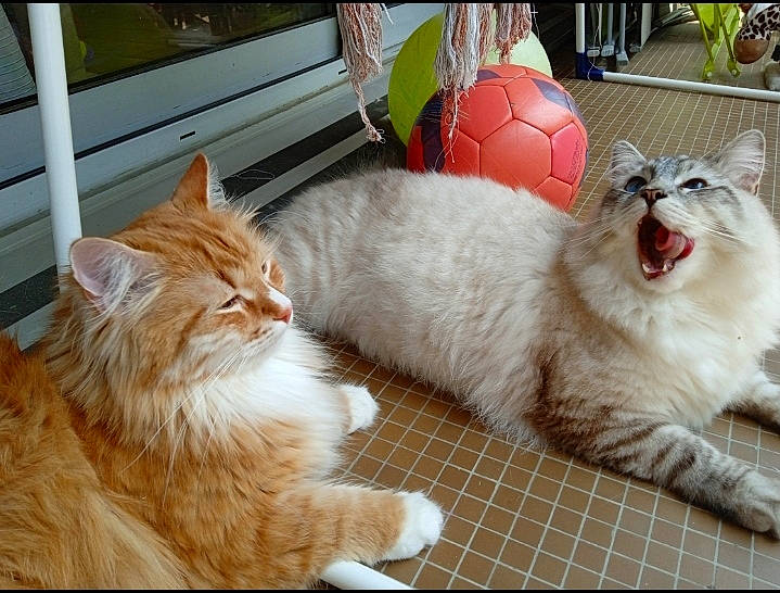 Nougat Et Coton a rejoint le concours — aidez-le/la à gagner de superbes lots ! carnivore, cat, claw, comfort, companion_dog, domestic_short_haired_cat, fang, fawn, felidae, flooring, fur, paw, small_to_medium_sized_cats, snout, tail, terrestrial_animal, whiskers, window, wood, yawn