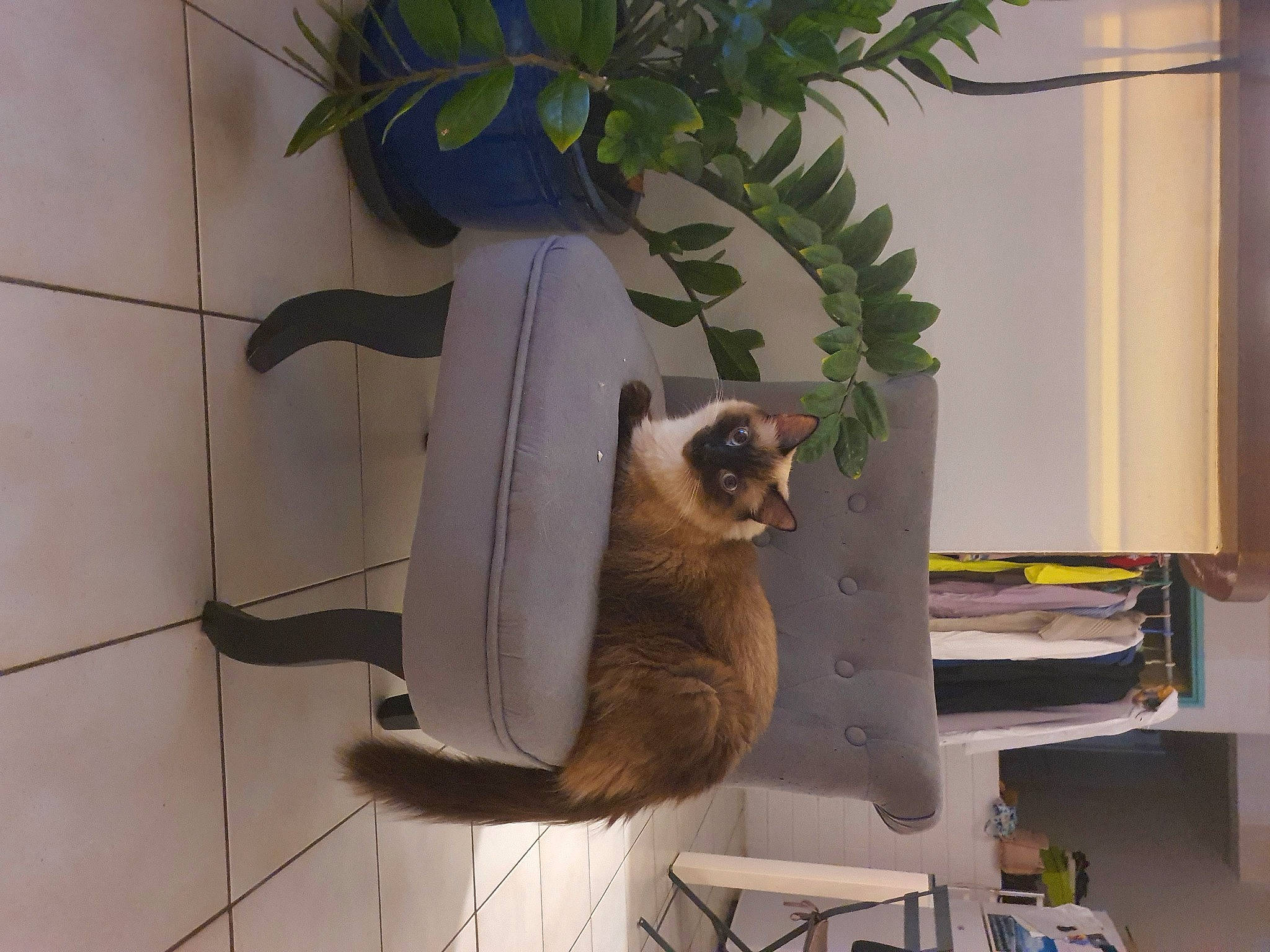 Daenerys participe au concours pour gagner de l'argent avec cette photo : carnivore, domestic_short_haired_cat, fawn, felidae, flowerpot, fur, houseplant, panda, pet_supply, plant, room, shelf, small_to_medium_sized_cats, tail, terrestrial_animal, terrestrial_plant, tree, whiskers, window, wood