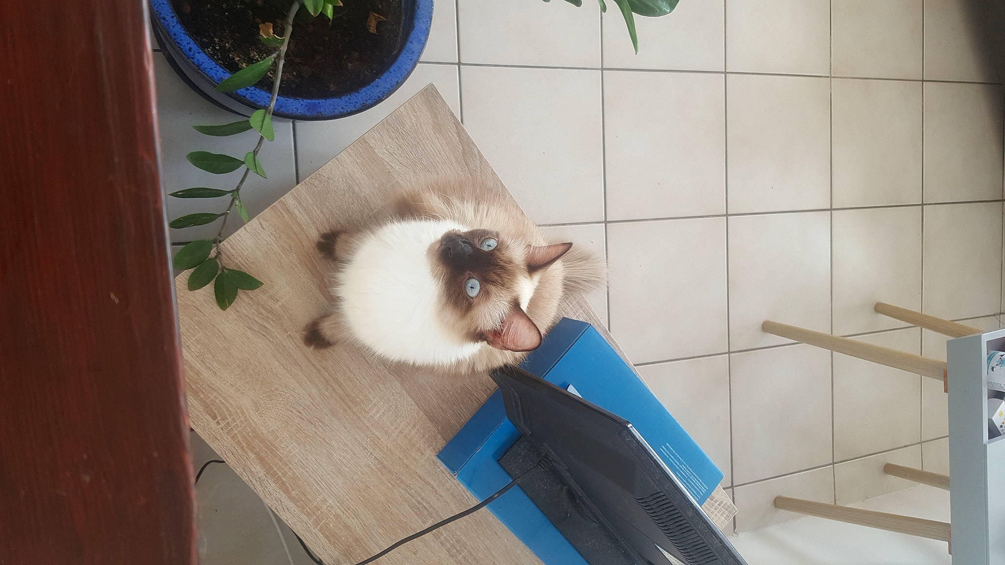Daenerys participe au concours pour gagner de l'argent avec cette photo : balinese, birman, carnivore, cat, companion_dog, domestic_short_haired_cat, fawn, felidae, flooring, flowerpot, fur, hardwood, houseplant, plant, siamese, small_to_medium_sized_cats, tail, thai, whiskers, wood