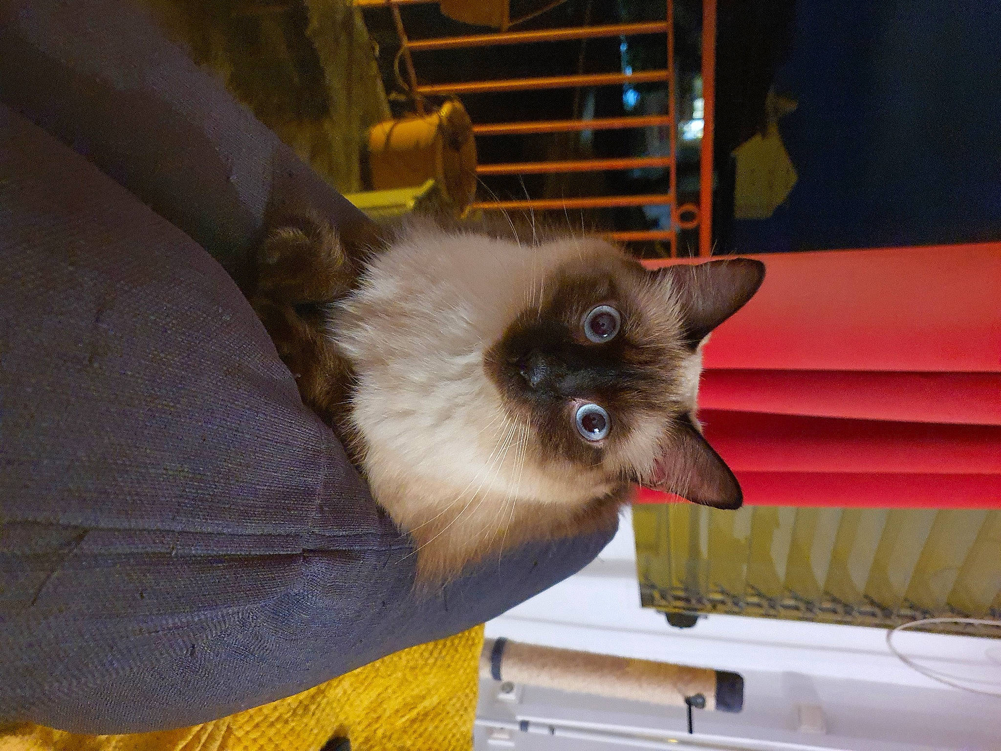 Daenerys a rejoint le concours — aidez-le/la à gagner de superbes lots ! balinese, birman, carnivore, cat, domestic_short_haired_cat, fawn, felidae, fur, siamese, small_to_medium_sized_cats, snout, tail, thai, tonkinese, whiskers