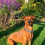 dog, brown_dog, grass, flower_bush, purple_flowers, greenery, outdoor, pet, collar, sunlight, nature, plant, garden, canine, animal, grass_field, daylight, looking_up, ears_up, sitting