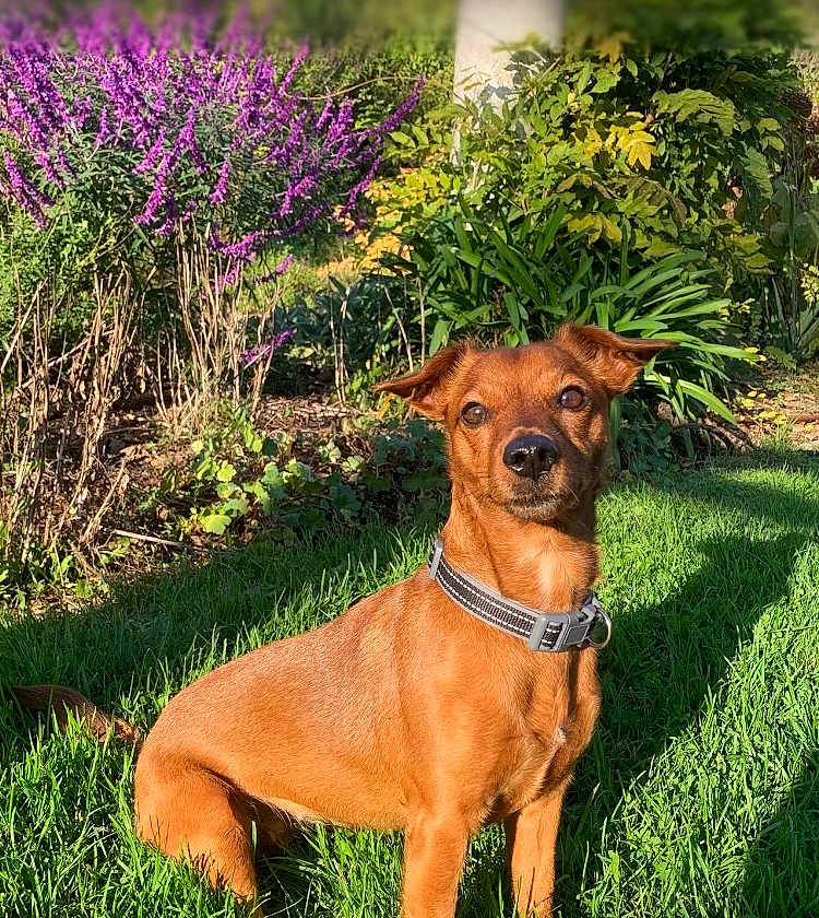 Nikita
