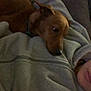 dog, brown_dog, person, hoodie, couch, pillow, indoor, relaxing, snuggling, cozy, pet, companion, casual_clothing, closeup, resting, animal, friendship, comfort, warm, home