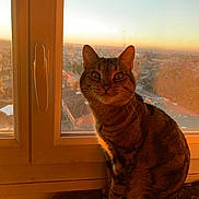 Grizzly a rejoint le concours — aidez-le/la à gagner de superbes lots ! cat, tabby_cat, sunset, window, windowsill, pet, animal, indoor, orange_light, cityscape, feline, sitting, fur, whiskers, ears, domestic_cat, quiet, calm, evening, reflection