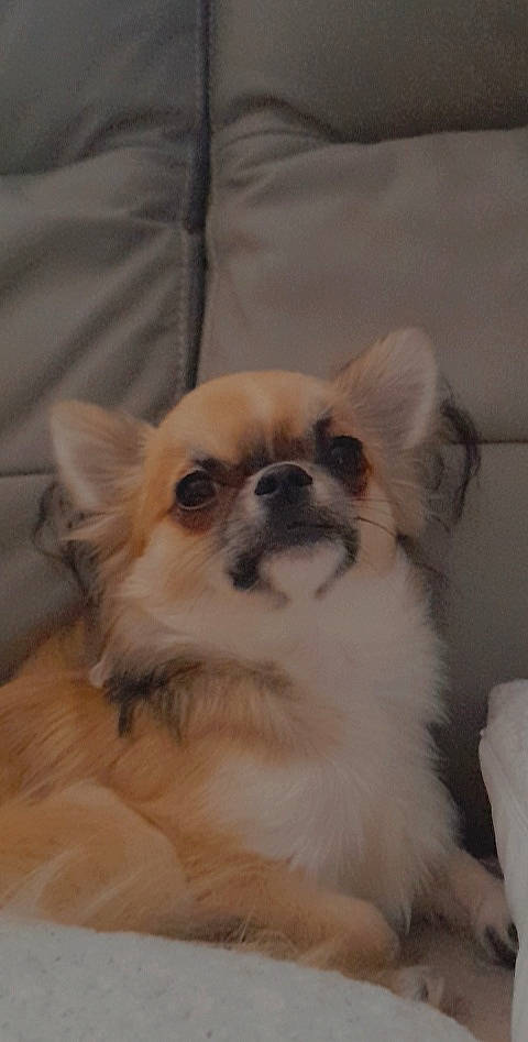 Stitch participe au concours pour gagner de l'argent avec cette photo : canidae, carnivore, companion_dog, dog, dog_breed, dog_supply, ear, fawn, fur, german_spitz_klein, non_sporting_group, puppy, snout, sporting_group, terrestrial_animal, tibetan_spaniel, toy_dog, volpino_italiano, whiskers, working_animal