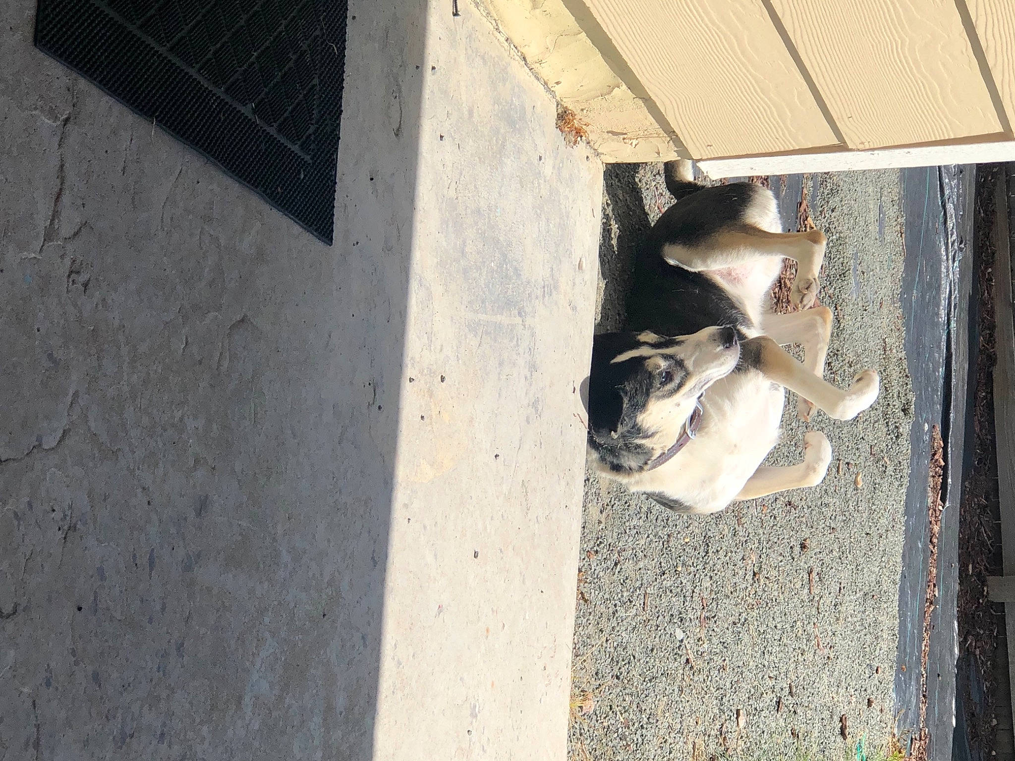 Lady joined the competition — help win amazing prizes! building, canidae, carnivore, companion_dog, concrete, dog, dog_breed, facade, fawn, felidae, flooring, fur, grey, house, shadow, small_to_medium_sized_cats, snout, sporting_group, tail, wood