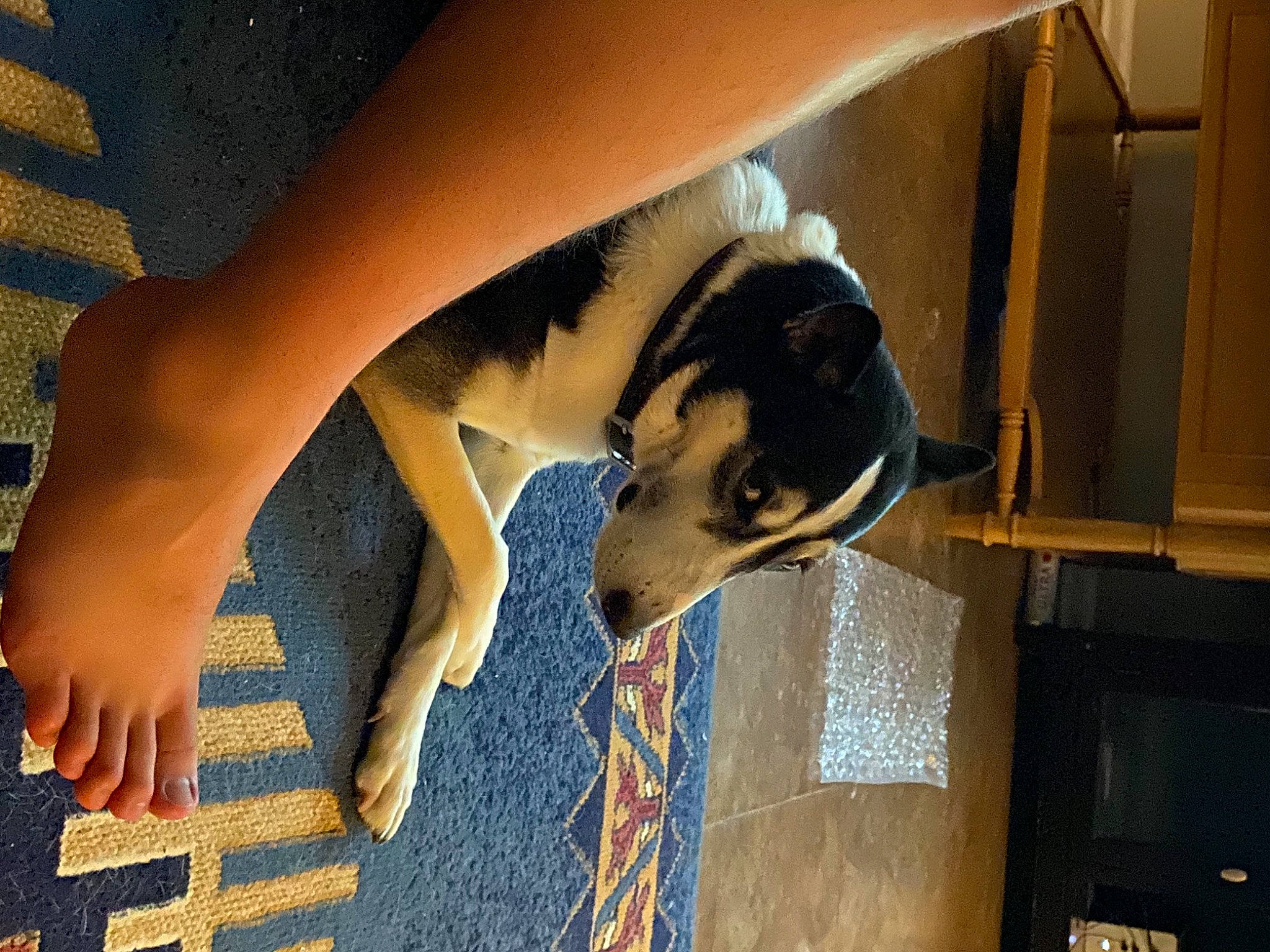 Lady joined the competition — help win amazing prizes! canidae, carnivore, companion_dog, dog, dog_breed, electric_blue, fawn, floor, flooring, foot, fur, human_leg, knee, snout, sporting_group, tail, thigh, wood, working_animal, wrist