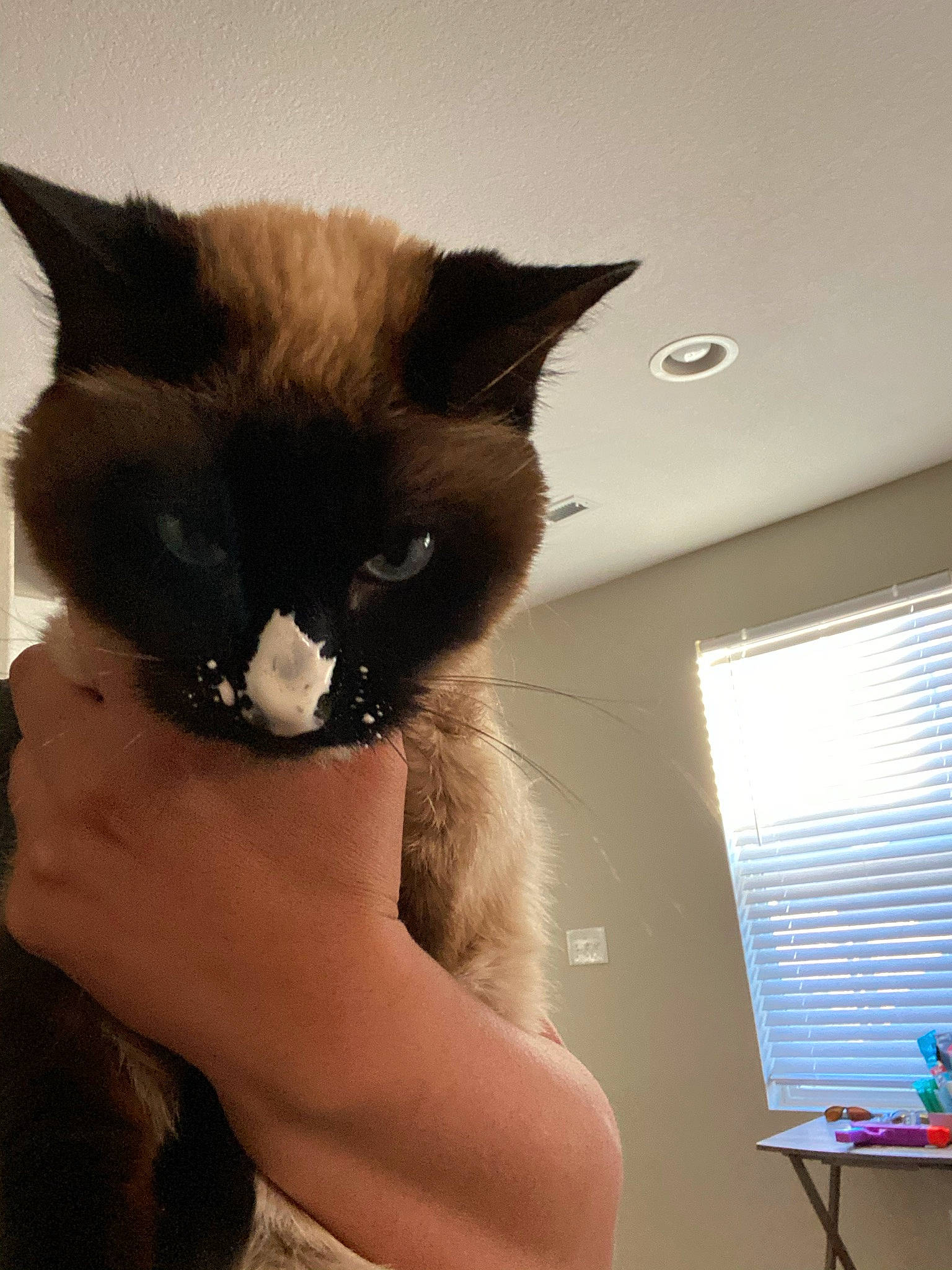 Desi joined the competition — help win amazing prizes! blue, box, carnivore, cat, comfort, domestic_short_haired_cat, ear, fawn, felidae, fur, gesture, houseplant, paw, small_to_medium_sized_cats, snout, tail, whiskers, window, window_blind, window_covering