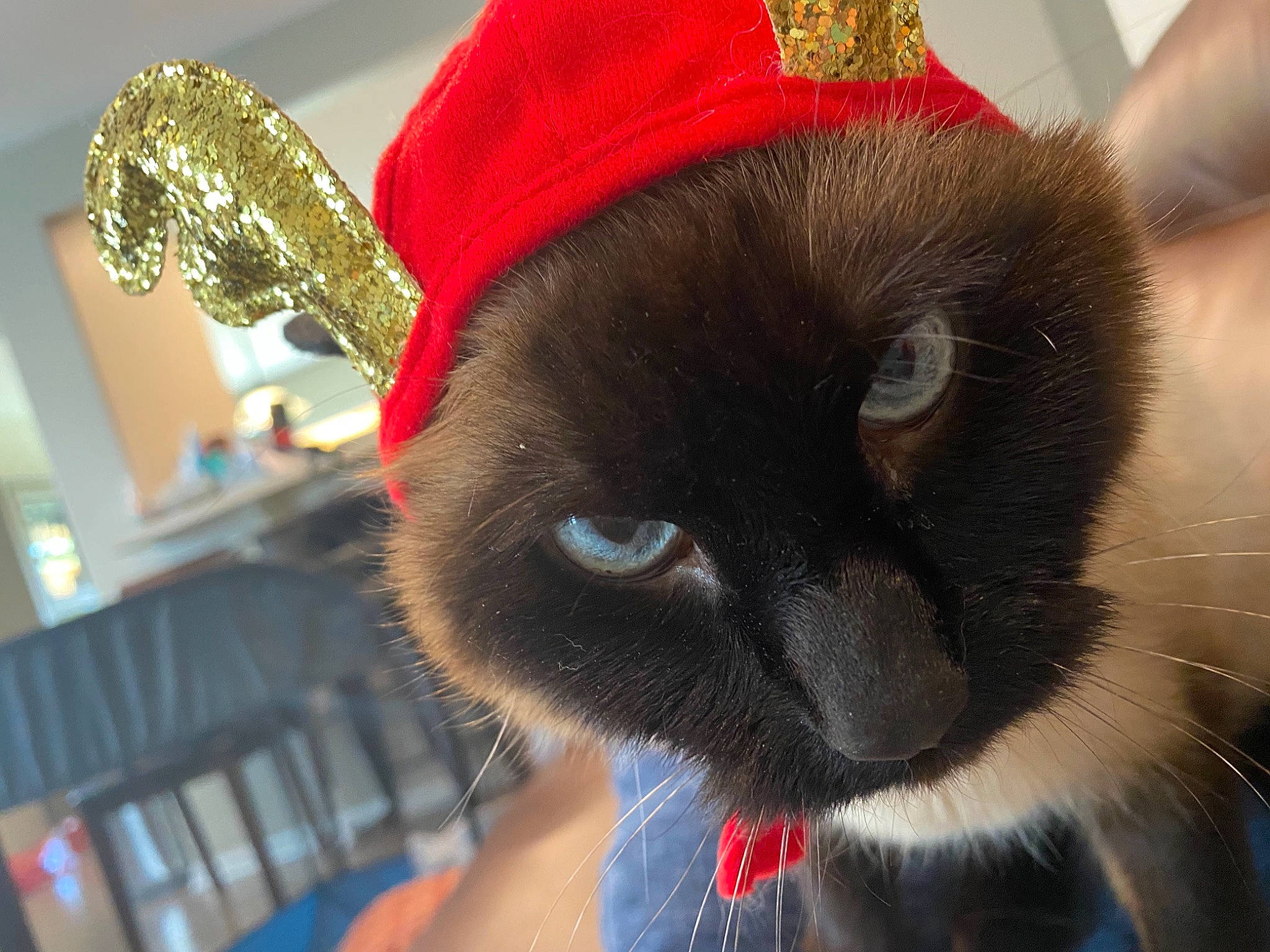 Desi is registered to the contest to win money with this photo: black_cat, cap, carmine, carnivore, cat, costume_hat, domestic_short_haired_cat, ear, fashion_accessory, fawn, felidae, fur, hat, siamese, small_to_medium_sized_cats, snapshot, sun_hat, thai, whiskers